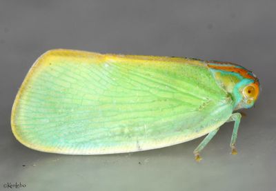 Palm Flatid Planthopper Ormenaria rufifascia
