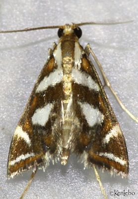 Bold Medicine Moth Chrysendeton medicinalis #4744