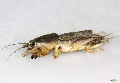 Southern Mole Cricket