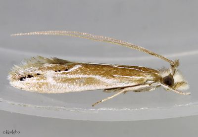 Euprora argentiliniella #0461