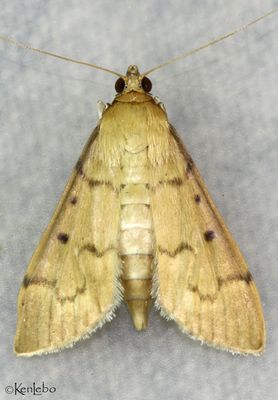 Southern Beet Webworm Herpetogramma bipunctalis #5272