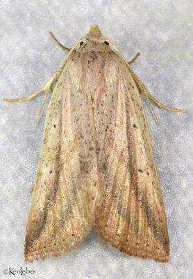 Feeble Grass Moth Amolita fessa #9818