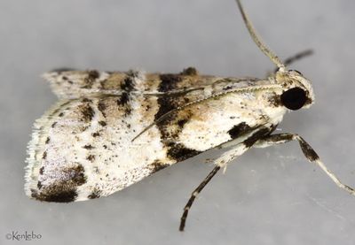 Watson's Tallula Tallula watsoni #5592