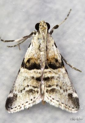 Watson's Tallula Tallula watsoni #5592