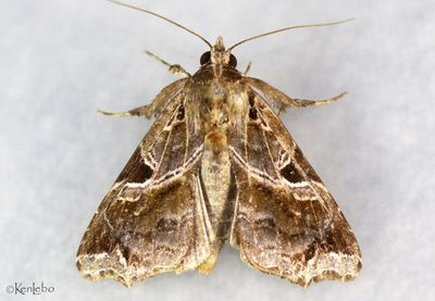 Florida Fern Moth Callopistria floridensis #9630
