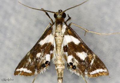 Bold Medicine Moth Chrysendeton medicinalis #4744