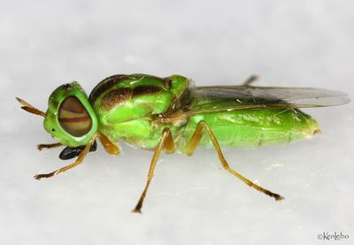 Hedriodiscus trivittatus