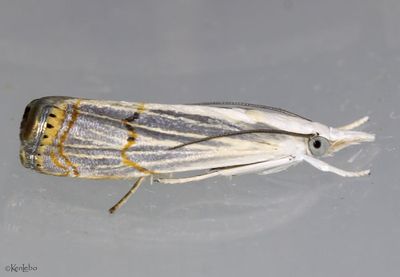 Graceful Grass-veneer Parapediasia decorellus #5450