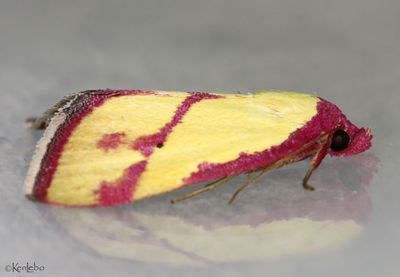 Ernestine's Moth Phytometra ernestinana #8480