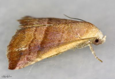 Eublemma cinnamomea #9077