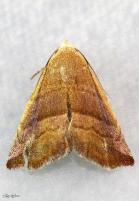 Eublemma cinnamomea #9077