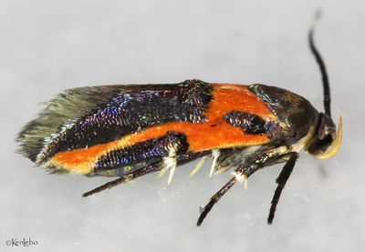 Kermes Scale Moth Euclemensia bassettella #1467