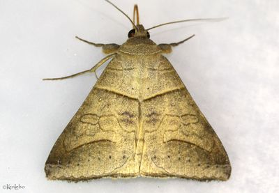 Withered Mocis Mocis marcida #8744
