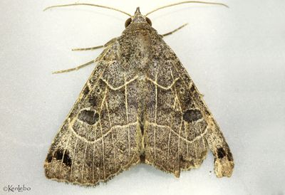 Isogona scindens #8498