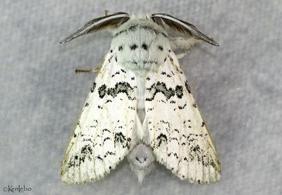 Black-etched Prominent Americerura scitiscripta #7942