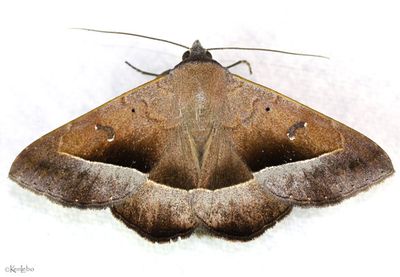 Epidromia pannosa #8585.2