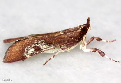 Omiodes stigmosalis #5214