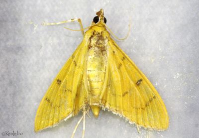 Condylorrhiza vestigialis #5215