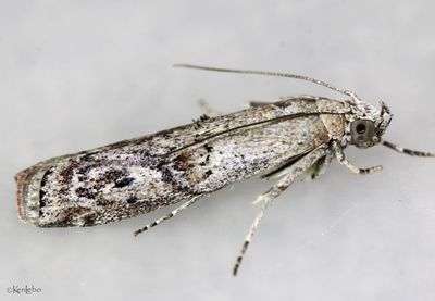 Zamagiria australella #5737