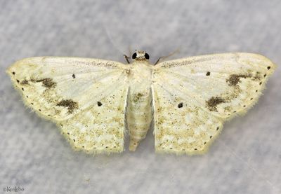 Scopula compensata #7152