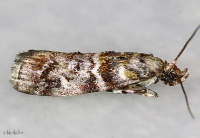Bald Cypress Coneworm Dioryctria pygmaeella #5854.1