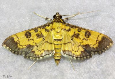 Ategumia ebulealis #5158