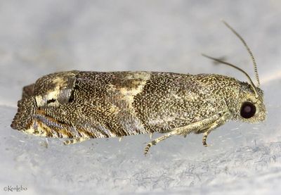 Ragweed Borer Epiblema strenuana #3172