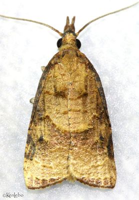 Platynota nigrocervina #3737