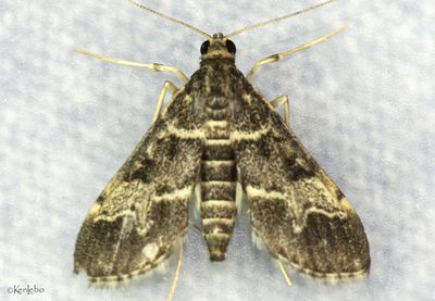 Exotic Greenhouse Invasive Duponchelia fovealis #5156.5