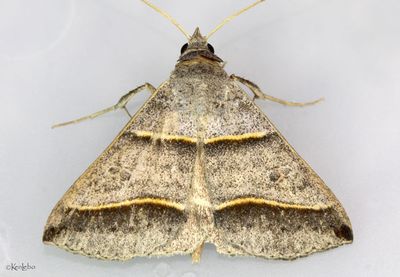 Black-tipped Ptichodis Ptichodis vinculum #8749