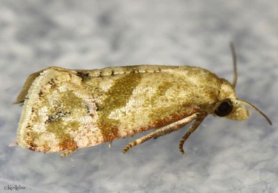Platphalonidia magdalenae #3833.1