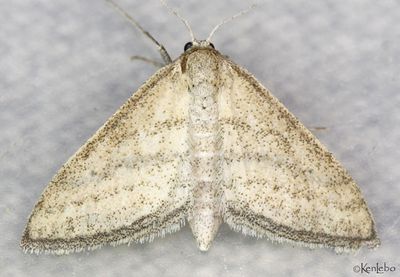 Straight-lined Wave Lobocleta plemyraria #7097