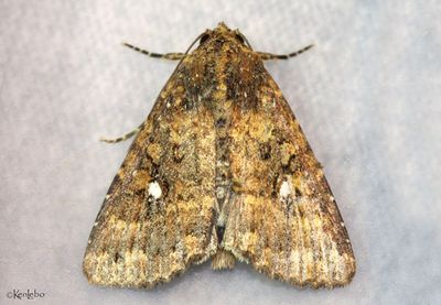 Mobile Groundling Moth Condica mobilis #9693