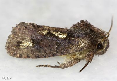 Acrolophus walsinghami #0386.1