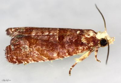 Episimus lagunculariae #2702.4