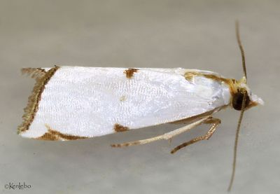 Milky Urola Moth Argyria lacteella #5463