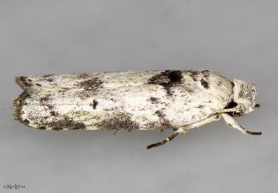 Menestomorpha kimballi #1029