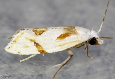 Seriated Aethes Aethes seriatana #3760.1