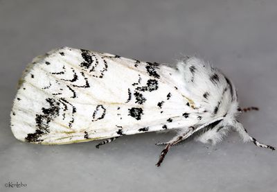 Black-etched Prominent Americerura scitiscripta #7942