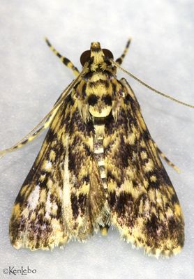 Blepharomastix schistisemalis #5191