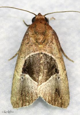 Elaphria deltoides #9679.1