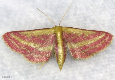 Raspberry Wave Leptostales laevitaria #7177