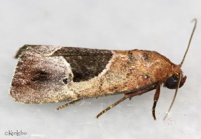 Elaphria deltoides #9679.1
