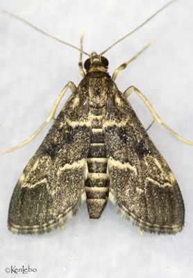 Exotic Greenhouse Invasive Duponchelia fovealis #5156.5