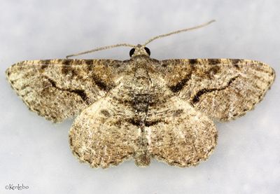 Hollow-spotted Angle Digrammia gnophosaria #6405