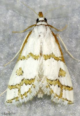 Leptosteges flavicostella #5301