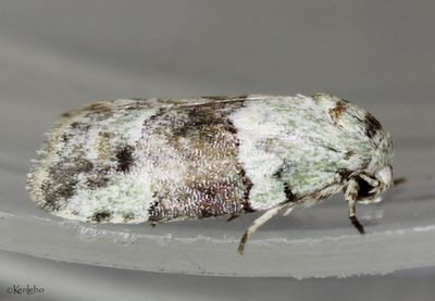 Dyar's Lichen Moth Afrida ydatodes #8102