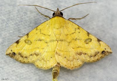 Variable Tropic Moth Hemeroplanis scopulepes #8467
