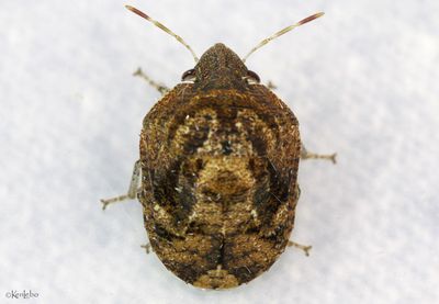 Symphylus caribbeanus