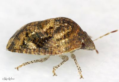 Symphylus caribbeanus